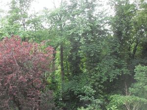 Westhall Road
